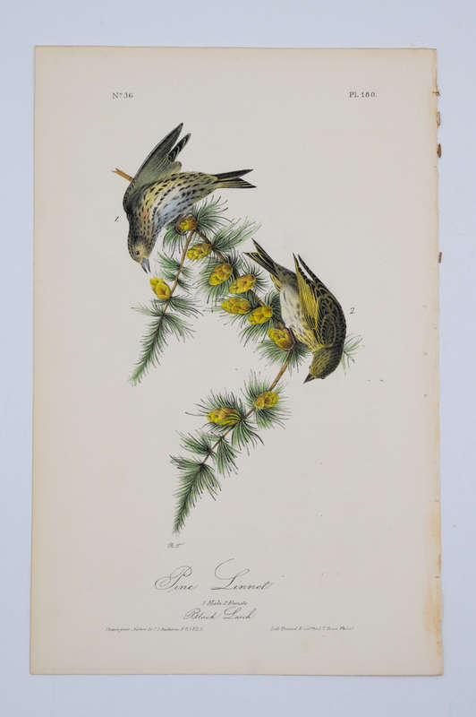 Pine Linnet - Plate 180 by John James Audubon
