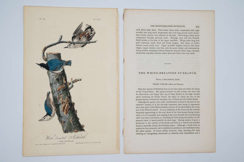 White-Breasted Nuthatch Plate 247 by John James Audubon
