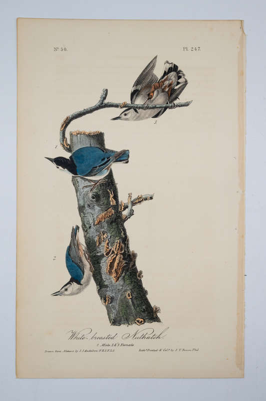 White-Breasted Nuthatch Plate 247 by John James Audubon