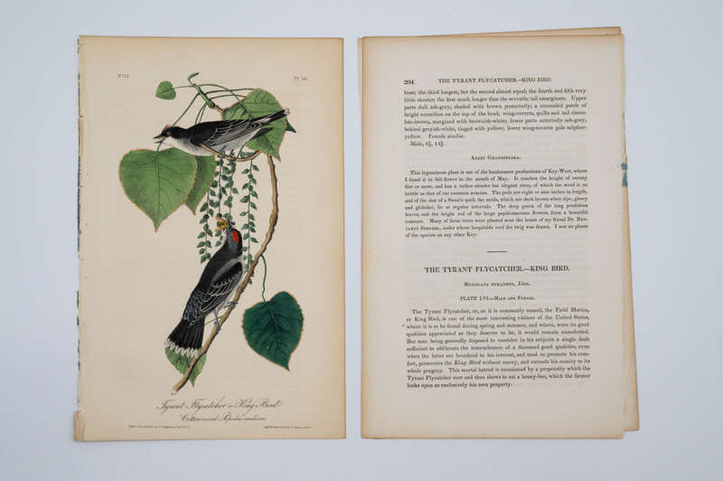 Tyrant Flycatcher - Plate 56 by John James Audubon