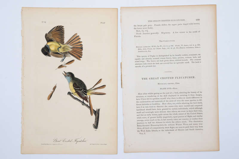 Great Crested Flycatcher Plate 57 by John James Audubon