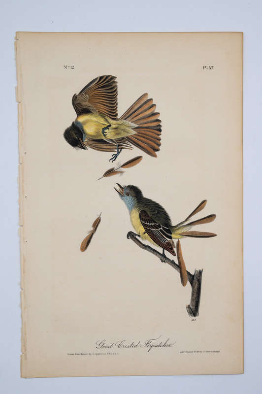 Great Crested Flycatcher Plate 57 by John James Audubon