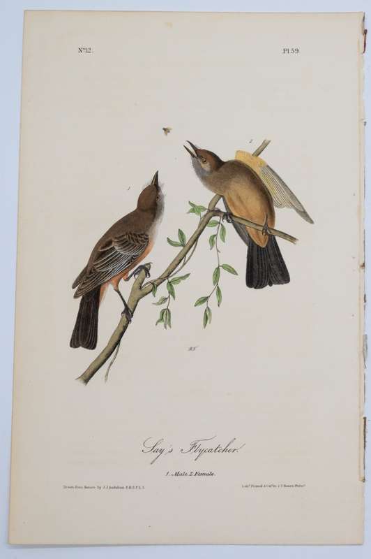 Say`s Flycatcher - Plate 59 by John James Audubon