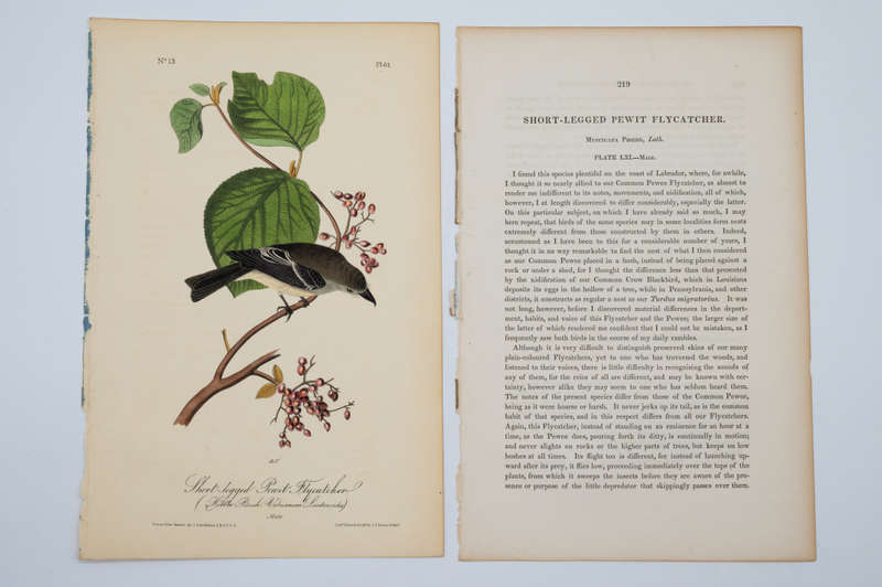 Short-Legged Pewit Flycatcher by John James Audubon