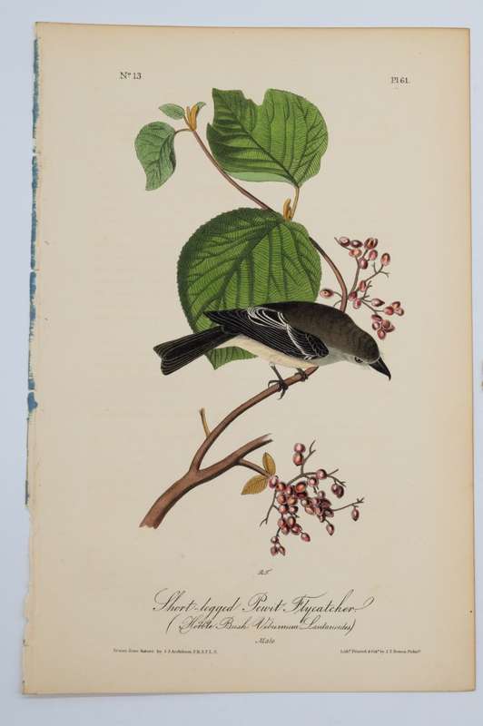 Short-Legged Pewit Flycatcher by John James Audubon