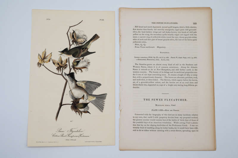 Pewee Flycatcher by John James Audubon