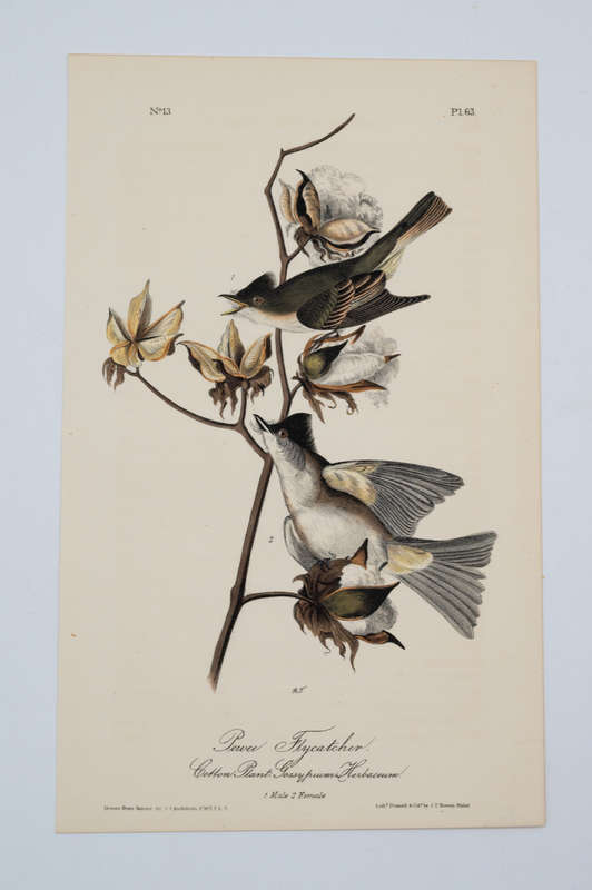 Pewee Flycatcher by John James Audubon