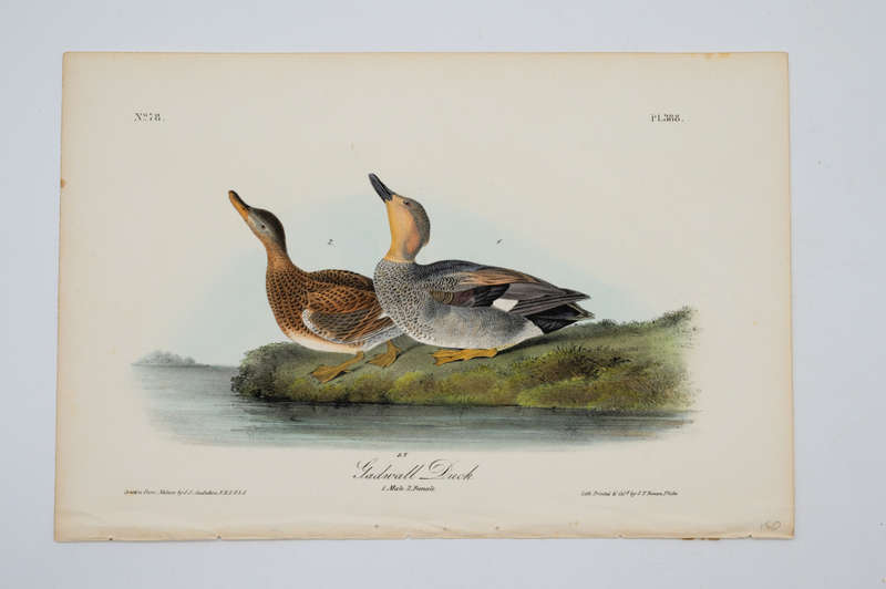 Gadwell Duck - Plate 388 by John James Audubon