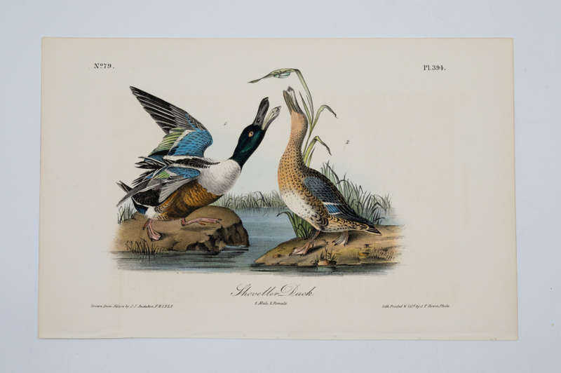 Shoveller Duck - Plate 394 by John James Audubon