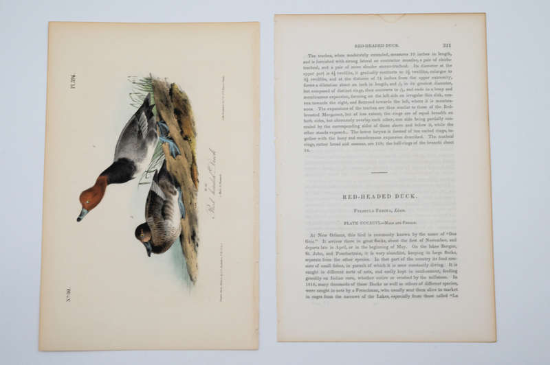 Red Headed Duck Plate 396 by John James Audubon
