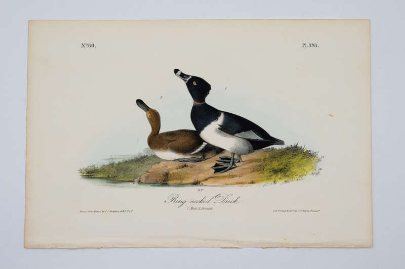 Ring-Necked Duck - Plate 398 by John James Audubon