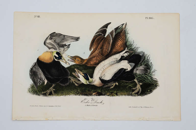 Eider Duck - Plate 405 by John James Audubon