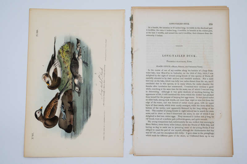 Long-Tailed Duck - Plate 410 by John James Audubon
