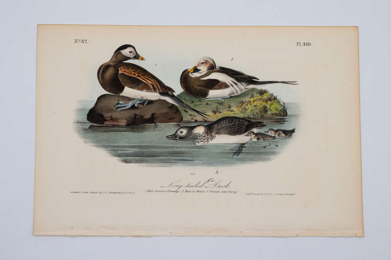 Long-Tailed Duck - Plate 410 by John James Audubon