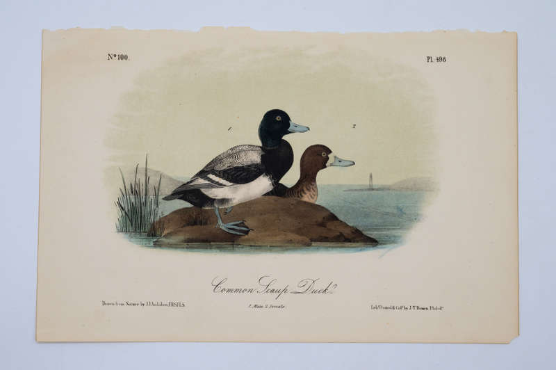 Common Scaup Duck Plate 498 by John James Audubon