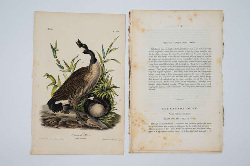 Canada Goose - Plate 376