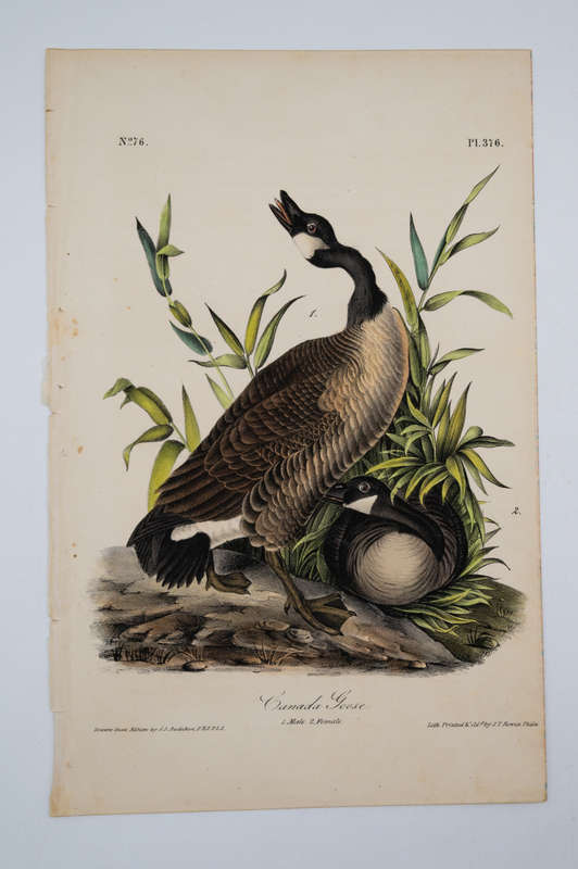Canada Goose - Plate 376