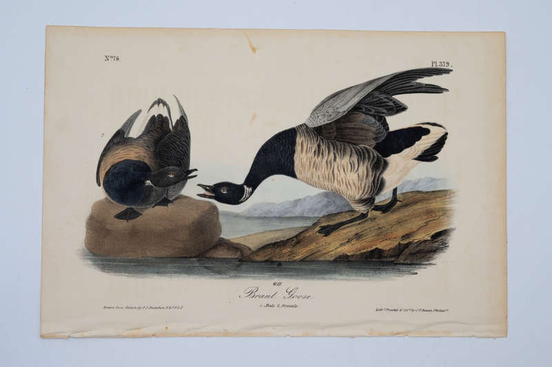 Brant Goose Plate 379