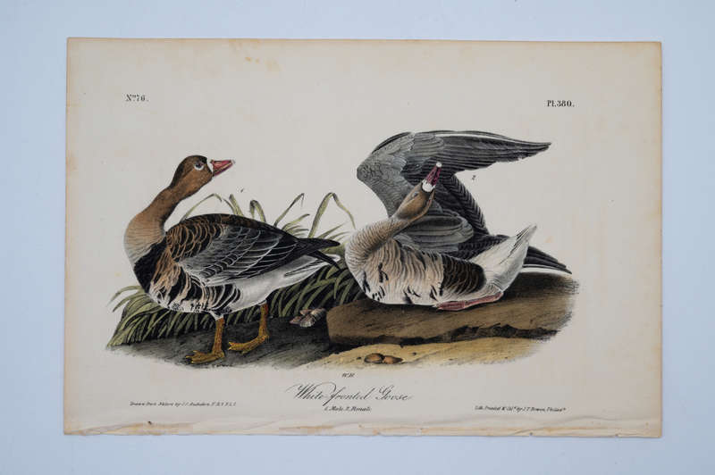 White Fronted Goose Plate 380 by John James Audubon