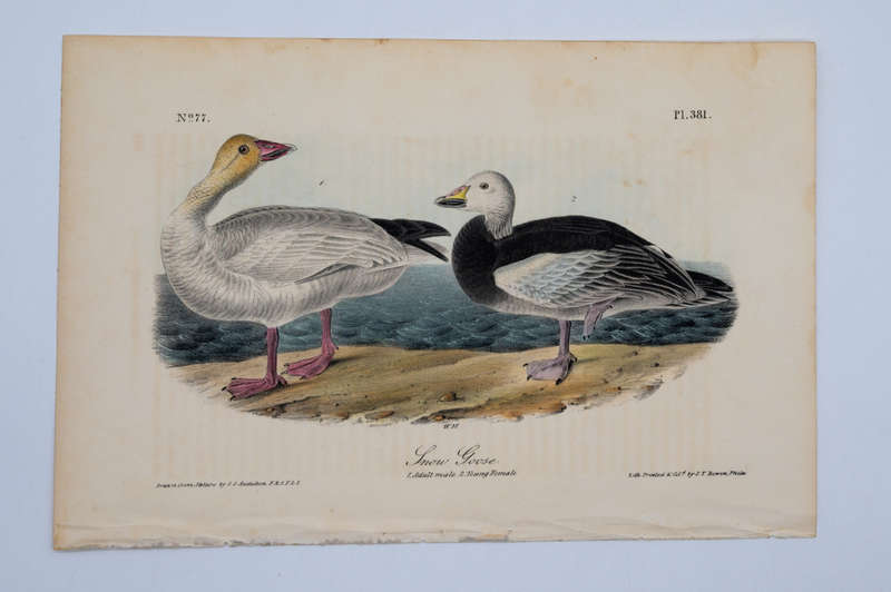 Snow Goose Plate 381 by John James Audubon