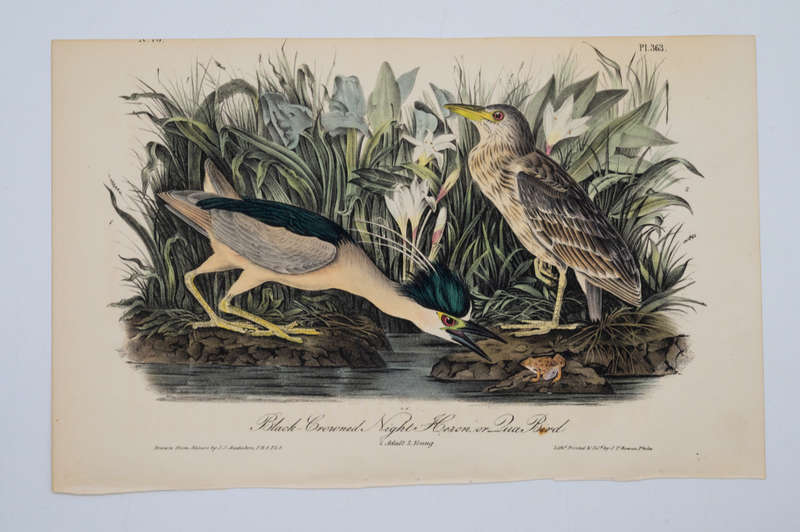 Black Crowned Night Heron Plate 363 by John James Audubon