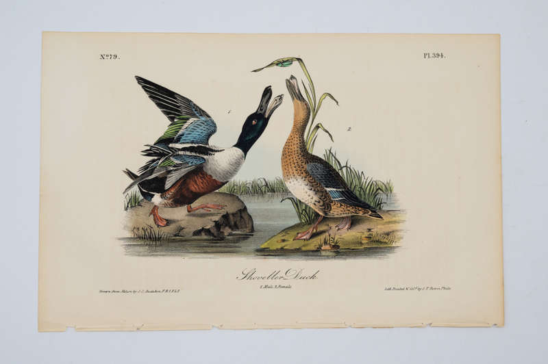 Shoveller Duck - Plate 394 by John James Audubon