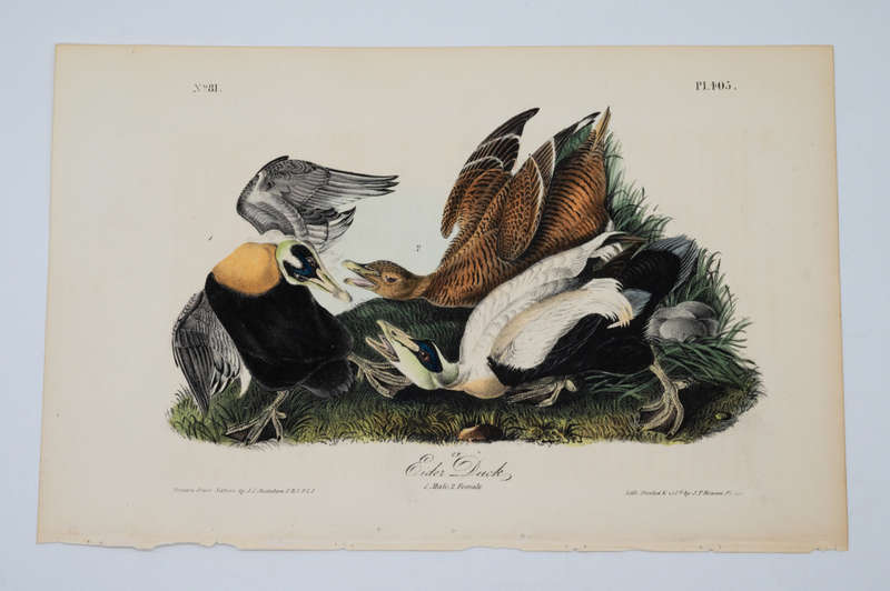 Eider Duck - Plate 405 by John James Audubon