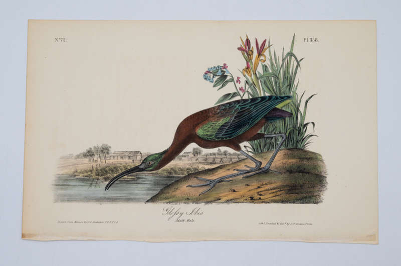 Glossy Ibis - Plate 358 by John James Audubon