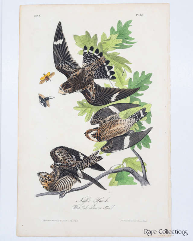 Night Hawk - Plate 43 by John James Audubon