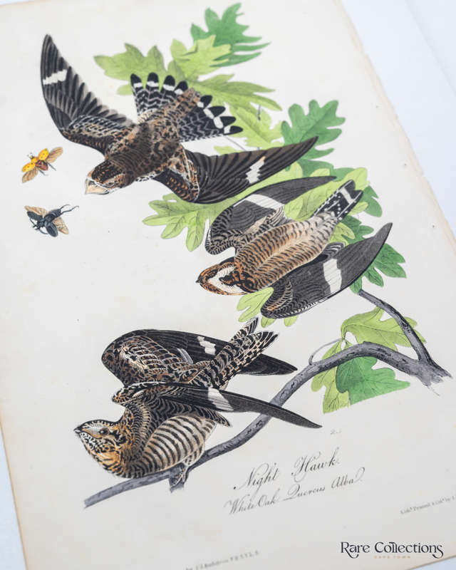 Night Hawk - Plate 43 by John James Audubon
