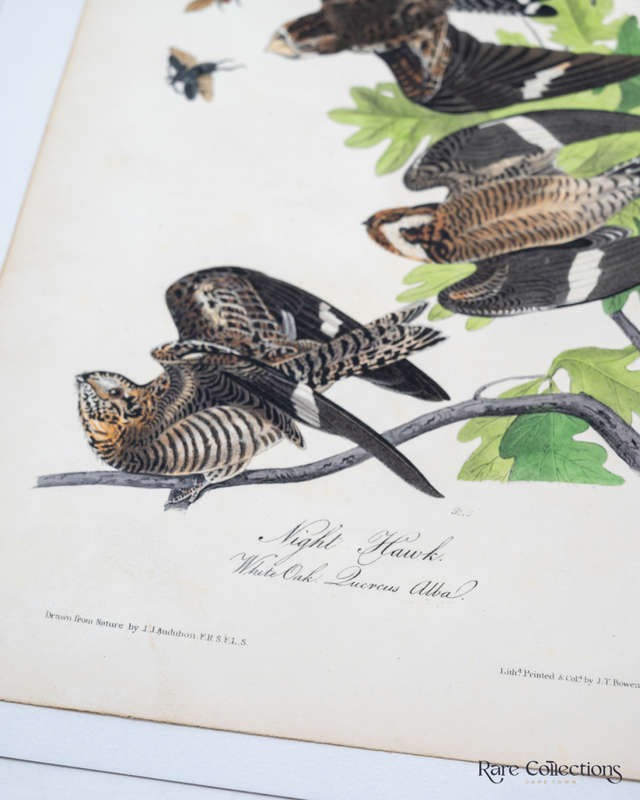 Night Hawk - Plate 43 by John James Audubon