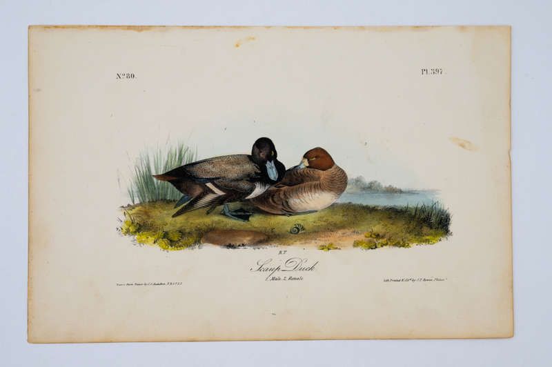 Scaup Duck Plate 397 by John James Audubon