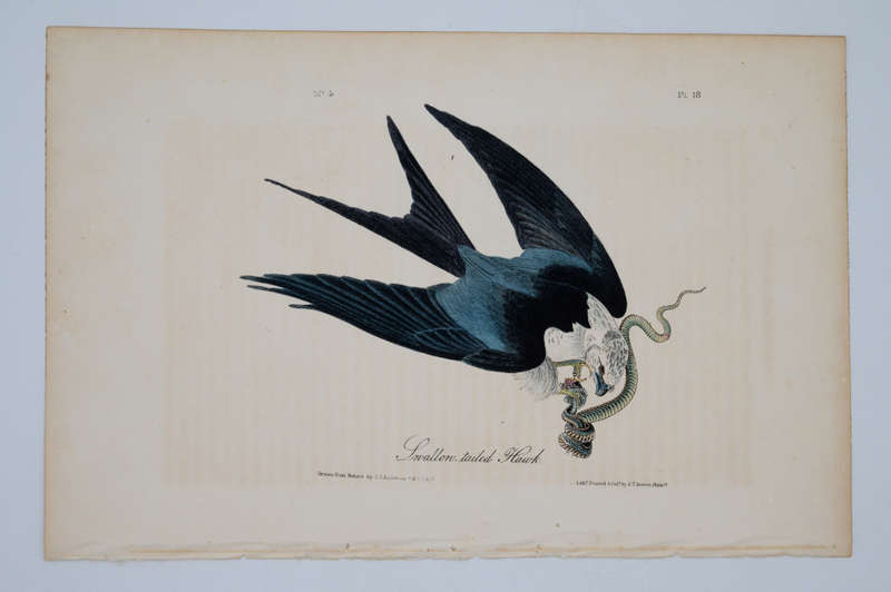 Swallow-Tailed Hawk Plate 18 by John James Audubon