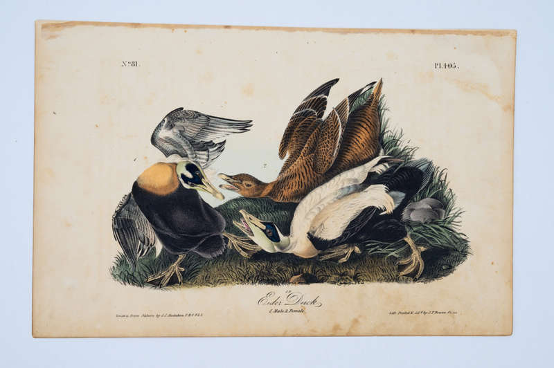 Eider Duck - Plate 405 by John James Audubon