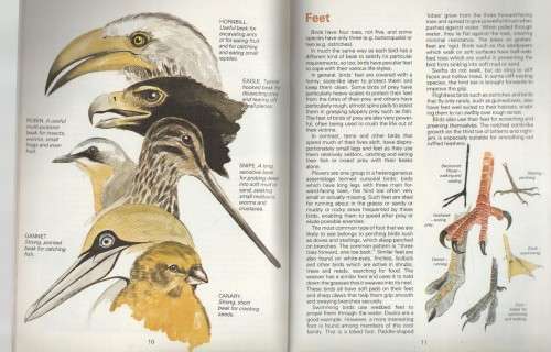 SIX KNOW YOUR NIGHT BIRDS, WATER BIRDS, BIRDS OF PREY, WATER BIRDS, YOUR BIRDS AND GARDEN BIRDS