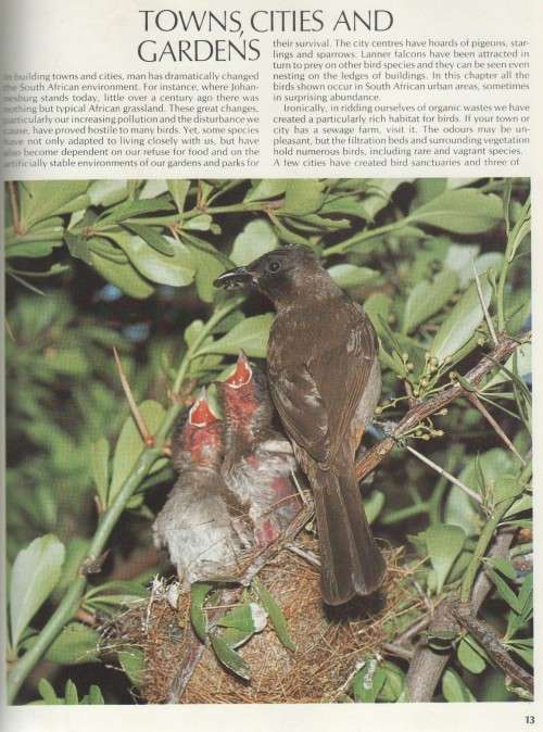EVERYONE'S GUIDE TO SOUTH AFRICAN BIRDS - JOHN SINCLAIR & JOHN MENDELSOHN (1986)