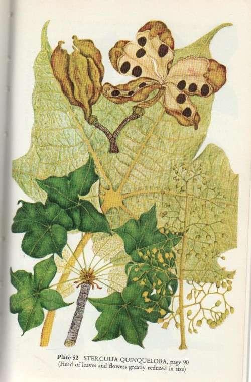 COMMON TREES OF THE HIGHVELD - DRUMMOND AND COATES PALGRAVE (1 ST PUBL 1973)