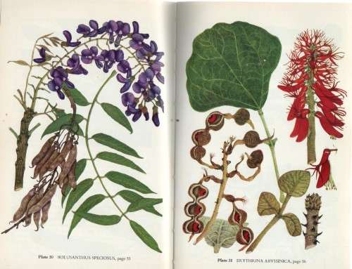 COMMON TREES OF THE HIGHVELD - DRUMMOND AND COATES PALGRAVE (1 ST PUBL 1973)