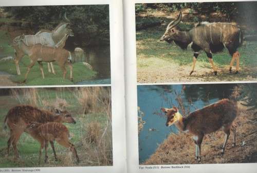 MABERLY'S MAMMALS OF SOUTHERN AFRICA - RICHARD GOSS (1990)