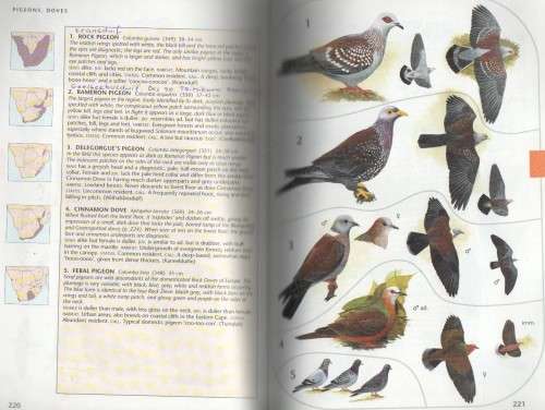 SASOL BIRDS OF SOUTHERN AFRICA  (2 ND IMPRESSION 1998)