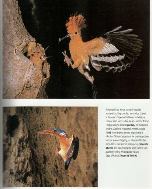 BIRDS IN ACTION - PHIL HOCKEY (1 ST PUBLISHED 1996)