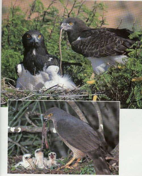 BIRDS IN ACTION - PHIL HOCKEY (1 ST PUBLISHED 1996)