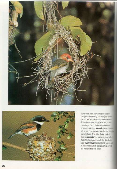 BIRDS IN ACTION - PHIL HOCKEY (1 ST PUBLISHED 1996)
