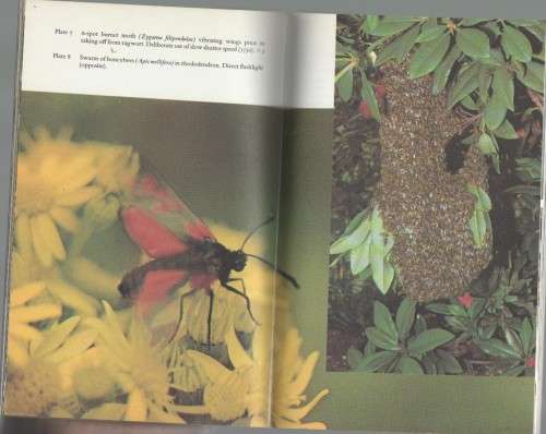 PHOTGRAPHING NATURE INSECTS - HEATHER ANGEL (1 ST PUBLISHED 1975)