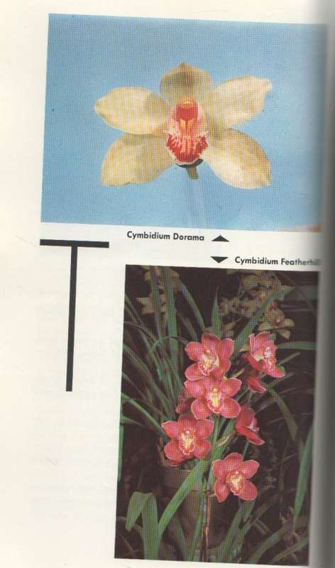 YOU CAN GROW ORCHIDS - MARY NOBLE (1964)