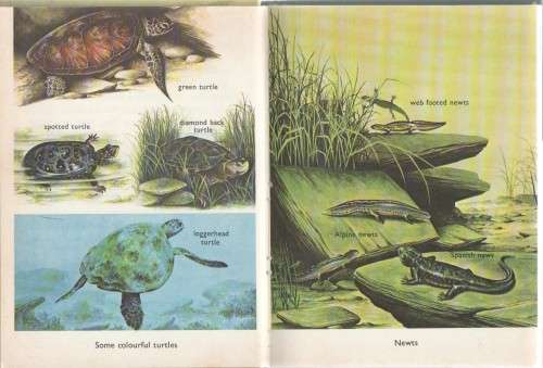 AMPHIBIANS AND REPTILES - ALAN JAMES (1977)