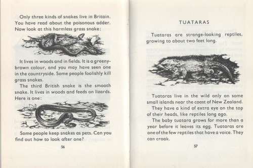 AMPHIBIANS AND REPTILES - ALAN JAMES (1977)