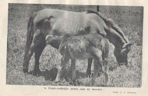 MAMMA, WAAR KOM EK VANDAAN? - ADRIAAN SMUTS (1954 -APB)