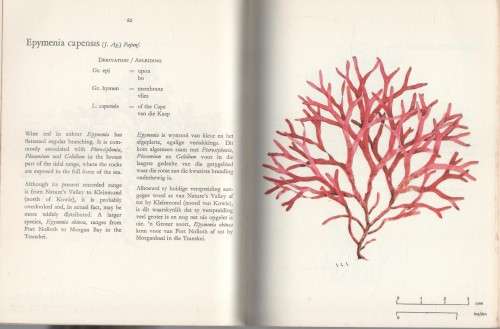 THE SEAWEEDS OF THE TSITSIKAMA COASTAL NATIONAL PARK - DR S C SEAGRIEF (1967)