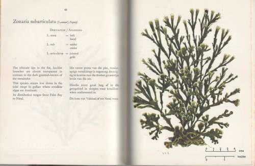 THE SEAWEEDS OF THE TSITSIKAMA COASTAL NATIONAL PARK - DR S C SEAGRIEF (1967)